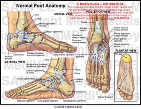 Ligaments have a very rich sensory neural supply. MediVisuals Normal Foot Anatomy Exhibits