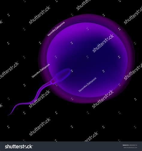 Spermatozoon Sperm Ovum Egg Fertilization Insemination เวกเตอร์สต็อก