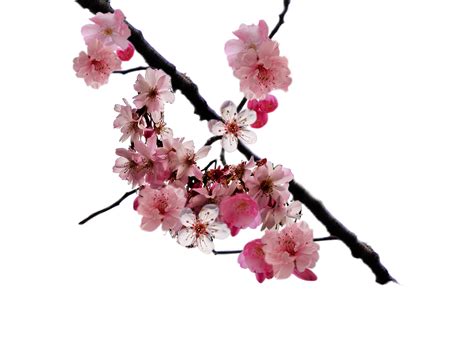 Cherry Blossom Branch Png By Doloresminette On Deviantart