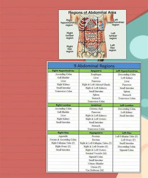 We hope this post inspired you and help you what you are looking for. 9 abdominal quadrants with with location of orgAns in each region #gain#practical#knowl ...