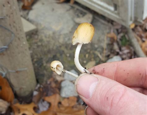 Northeast Ohio Id Mushroom Hunting And Identification Shroomery