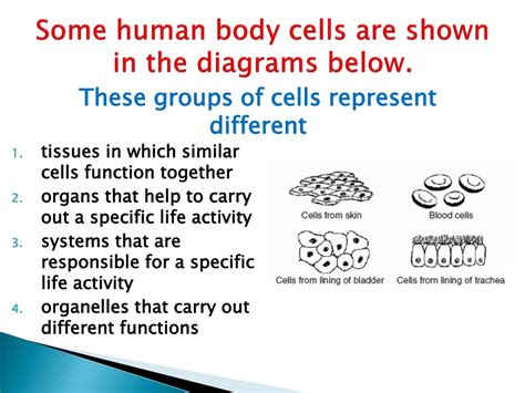 Ppt Aim How Do Organelles Impacts A Cells Activity Powerpoint