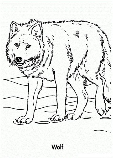 Explore our vast collection of coloring pages. Free Printable Wolf Coloring Pages For Kids