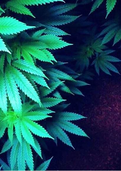Weed Cannabis Wallpapers Ganja