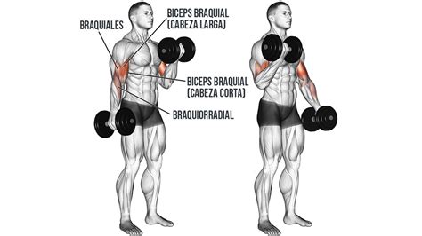 Curl De Bíceps Cómo Hacerlo Beneficios Y Variantes