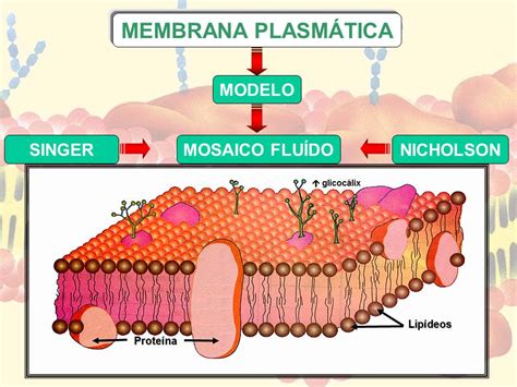 Carboidrato Na Membrana Plasmatica