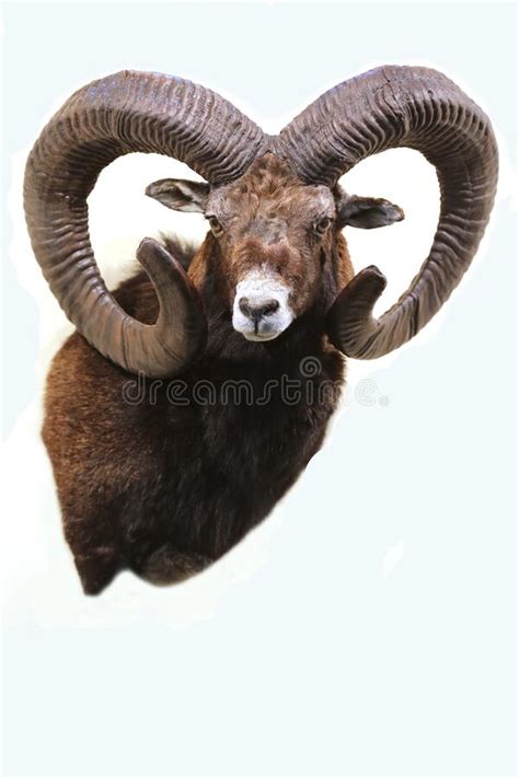 Head Shot Closeup Of An Adult Male Mouflon Stock Photo Image Of Goat