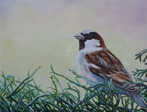 Daily Painters Of Pennsylvania House Sparrow Oil Painting By