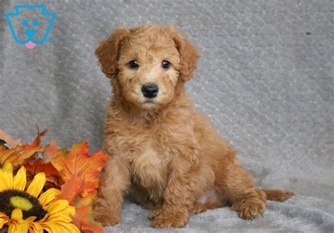 All puppies are from local breeders and have a health guarantee. Marlo | Whoodle - Mini Puppy For Sale | Keystone Puppies