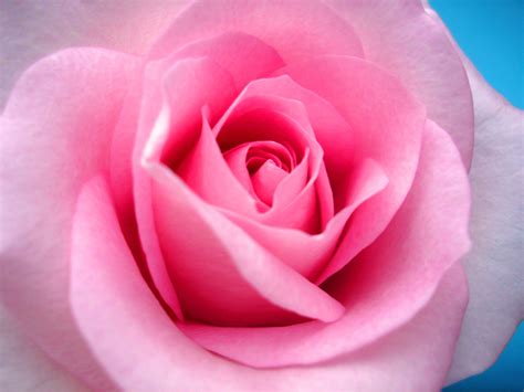 Seenwall Lovely Roses Wallpaper Gallery