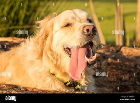 Thirsty Dog Hi Res Stock Photography And Images Alamy