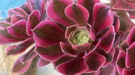 How To Grow Aeoniums Varieties And Propagation