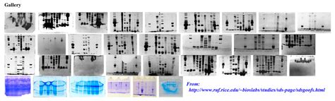 Western Blot Troubleshooting Lopiboard