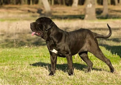 Largest Dog Neapolitan Mastiff838x0q80 Dog Breeds Central