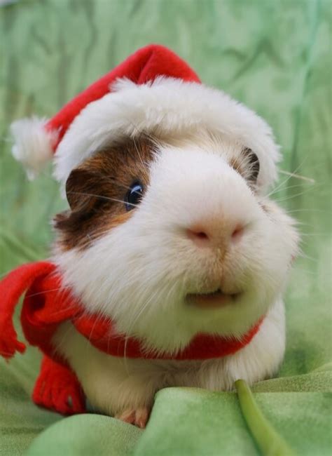11 Adorable Animals In Santa Hats That You Need To See Today