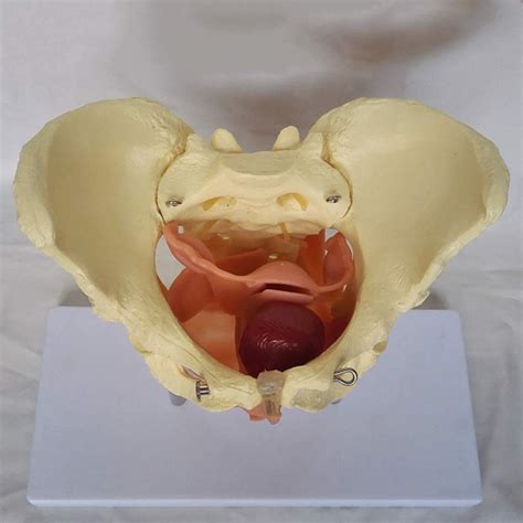 Buy Anatomy Model Assembly Model Female Pelvic Organs And Fascia Model Medical Anatomical