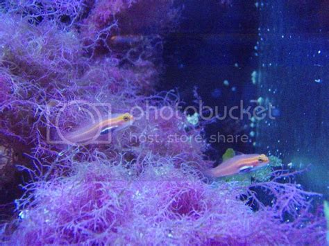 Gold Neon Pygmy Goby Eviota Pellucida Reef Central Online Community