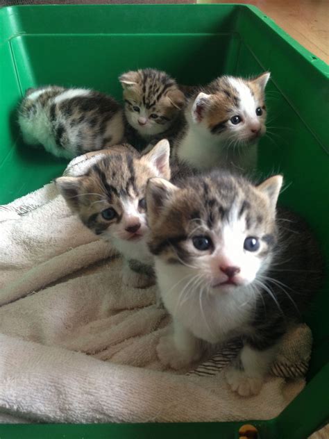 Animal pet cat cute feline. Cute Tabby Kittens looking for homes! | Matlock ...