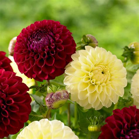 Know Your Dahlias Flower Styles And Sizes Longfield Gardens Dahlia