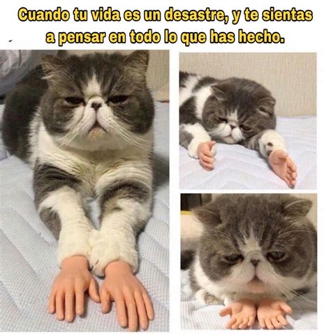 Lista 99 Foto Fotos De Gatos Chistosos Y Graciosos Actualizar