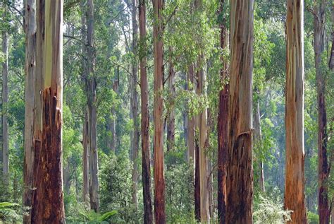 Eucalyptus Plantations A Boon For Farmers And The Paper And Plywood