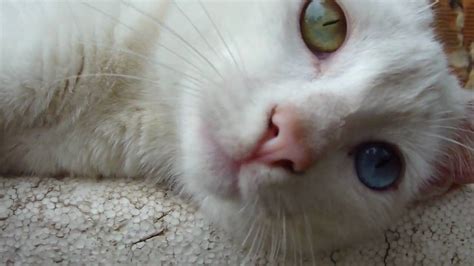 cute cat with blue and green eyes youtube