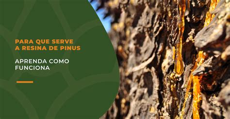 Comércio De Resina De Pinus Preço Por Tonelada Hoje