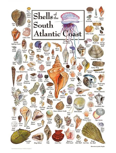 Sea Shells Of The South Atlantic Coast Seashell Crafts Beach Crafts