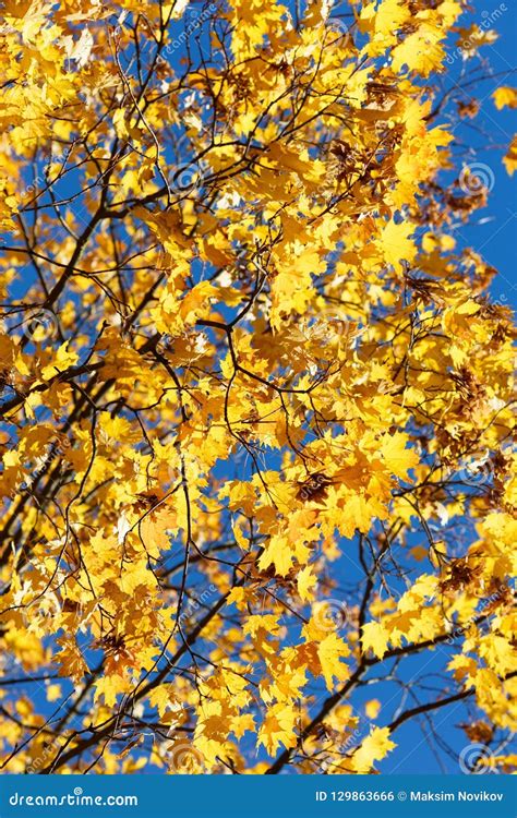 Very Bright Branch With Yellow Maple Leaves Against The Blue Sky
