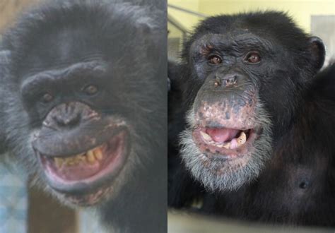 Chimpanzees In Entertainment Save The Chimps