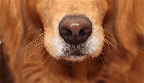 Can Dogs See Their Nose