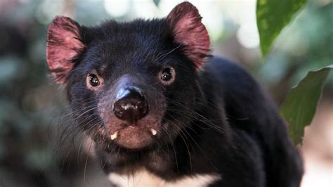 Where To See Tassie Devils And Other Native Animals In Tasmania