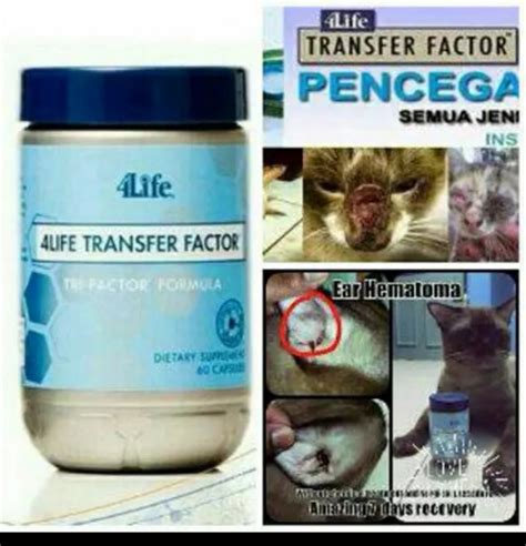 Learn more about transfer factor uses, benefits, side effects, interactions, safety concerns, and effectiveness. Promo Saat Ini obat kucing transfer feline virus sakit per ...