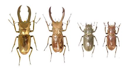 unraveling the genes for sexual traits in stag beetles