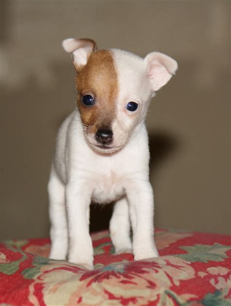 Providence Puppies New Pictures~toy Fox Terrier Puppies