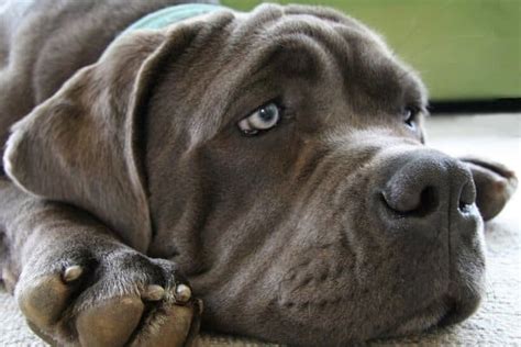 23 Common And Rare Dogs With Blue Eyes Blue Eyed Breeds