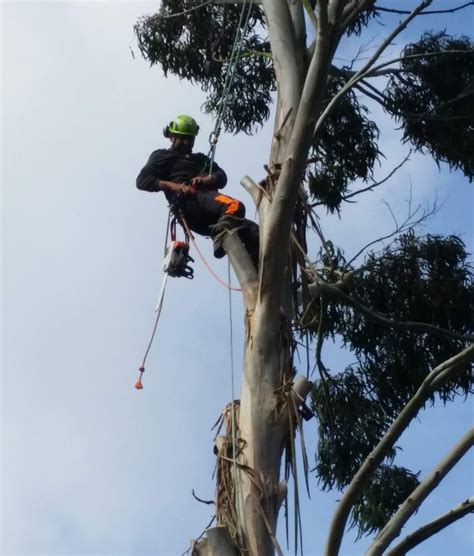 Try city firewood today for the best firewood at affordable prices. Vegetation Management Services - Home | Facebook
