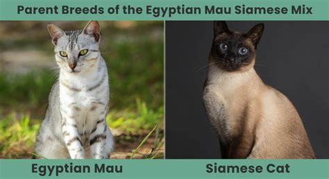 Egyptian Mau Siamese Mix Pictures Traits Facts And More Catster