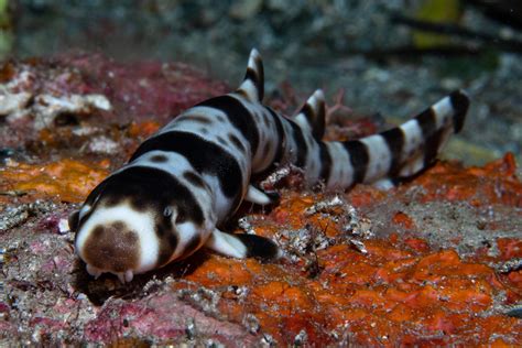 The Epaulette Shark Is A Shark Species Which Moves Its Fins In A