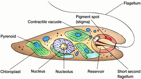 Anatomy And Reproduction Of Euglena Cells