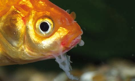 Identifying Fish Diseases In The Pond Before Its Too Late