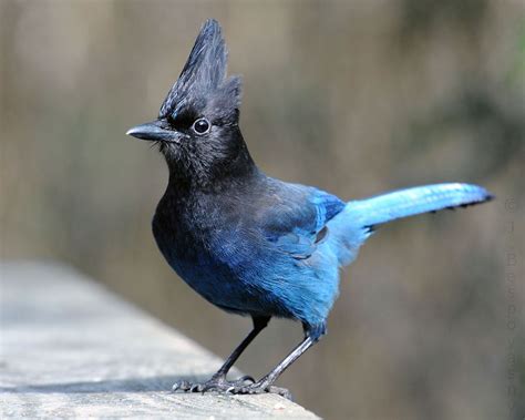 Iheartcrows Stellers Jay Taken In Vancouver Bc Canada By J Bespoy