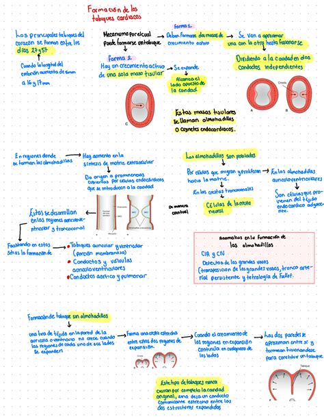 Formación De Los Tabiques Cardiacos Formaciónde Los Tabiques