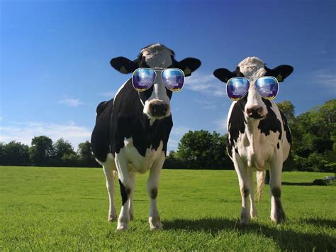 Funny Cow Wallpapers Top Free Funny Cow Backgrounds Wallpaperaccess