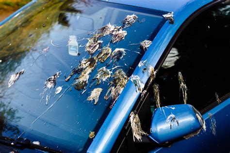 How To Remove Bird Poop Etching From Car