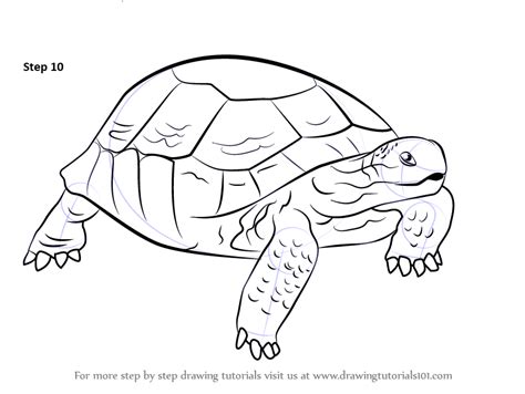 Learn How To Draw A Desert Tortoise Turtles And Tortoises Step By