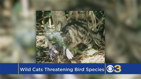 Cats Killing Millions Of Birds Threaten Extinction Study Finds Youtube