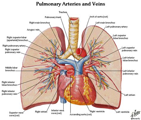 Upper limbs arteries and veins by lorenas13 36545 views. Lung Anatomy Diagram | ... : Thorax,Lungs,Heart Anatomy ...