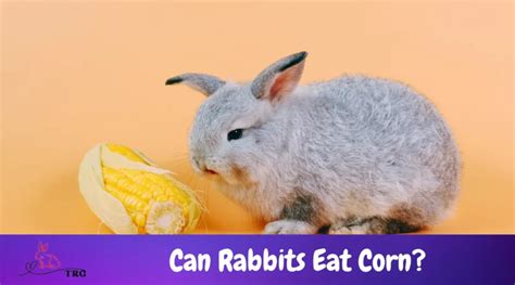 Can Rabbits Eat Corn Is Feeding Corn On The Menu