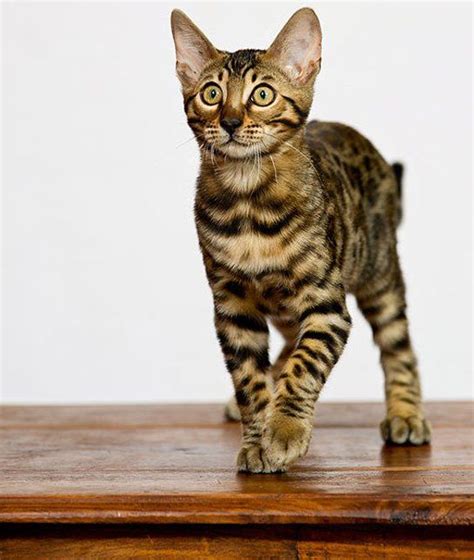 Check spelling or type a new query. 17 Best images about Dogs that don't shed on Pinterest | 1 ...